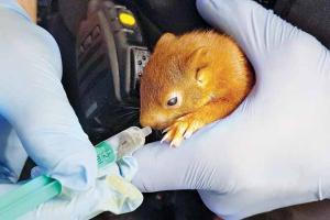 German police save man from baby squirrel