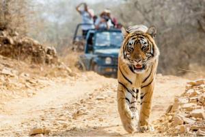 Mumbai: 'Down' NTCA's tiger tracking website will be restored in 2 months