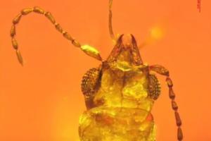 99-million-year-old beetle discovered trapped in amber