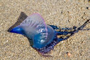 Blue bottle jellyfish injure many at Mumbai beaches