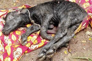 Mumbai: Seven buffalo calves tied up and left to die inside SGNP