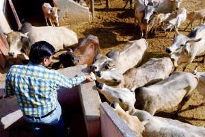 Animal markets bustling in Kashmir Valley ahead of Eid
