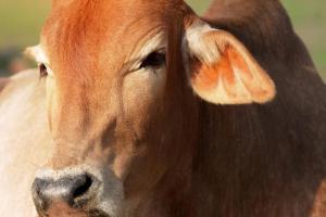 Ruckus over rumours of cow slaughter in outer Delhi, security tightened