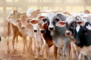 Uttarakhand HC asks police to explain under which law bovines were butchered
