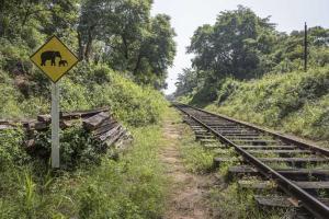 Three elephants mowed down by train in Bengal