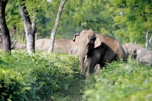 United Nations: Increase in infrastructure impacting existence of elephants