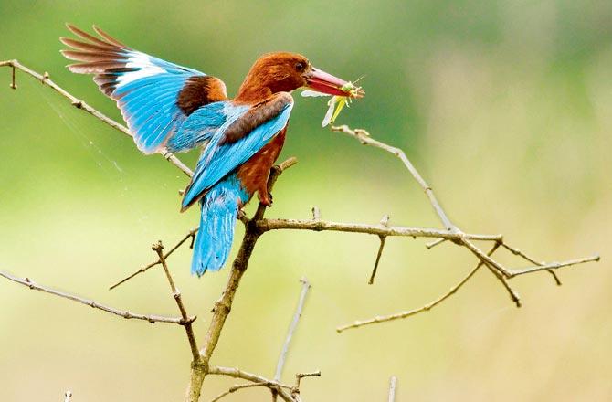 White-throated kingfisher