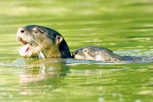 Explore the otter side
