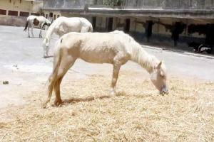 MP: Police's horse squad out of August 15 parade due to glanders