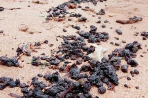 Mumbai: Oil spill at Juhu beach threatens marine life