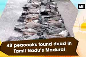 43 peacocks found dead in Madurai, Tamil Nadu