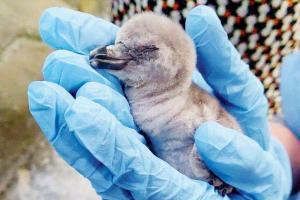 Baby Penguin dies at Byculla zoo due to health complication