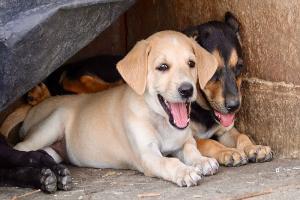 Four puppies found beheaded, police register case in Hyderabad