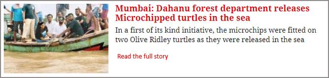 Mumbai: Dahanu Forest Department Releases Microchipped Turtles In The Sea