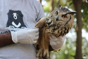 Pune: Eagle Owl rescued after hit by a speeding vehicle in Junnar