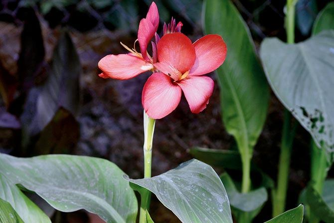 An uncommon colour of canna, usually seen in yellows and reds, has been added to Veermata Jijabai Udyan nursery collection this year