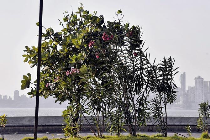 The divider facing the Air India building on Marine Drive displays kaner shrubs flowering on stretches of carpet lawn