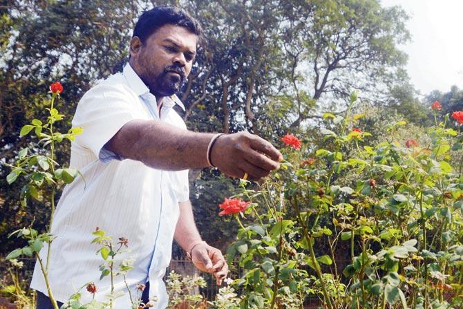 Rajappa S Gadgula has been tending to the gardens at Mumbai university