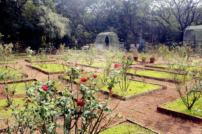 The rose garden at the campus. Pics/Sneha Kharabe