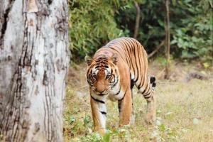 Shooter Heena Sidhu clicks wildlife photos at Kanha National Park