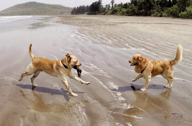 The dogs play by Kashid beach before Cruise gets kicked by a horse