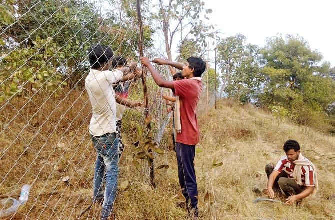 The area near Loni village, where the cubs were found roaming, was fenced in order to ensure they don