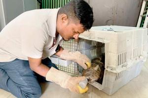 Mumbai: Jackal rescued after attack on a puppy and child