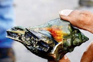 Haji Ali marine walk to introduce Mumbaikars to unusual sea-creatures