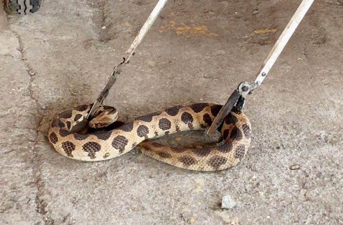 Cobra, python and rat snakes are among the most common species rescued from the Vasai-Virar belt