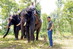 Operation to rescue Tigress T1's cubs to begin next week
