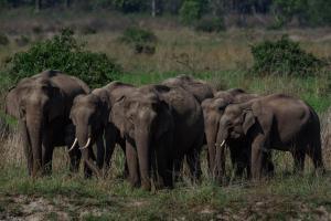 Strange disease kills eight elephants in Tanzania