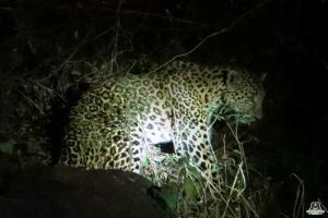 Leopardess strikes panic in village near Pune; Rescued by wildlife SOS