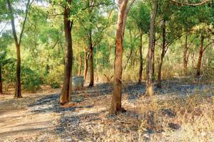 Mumbai: Forest fires are on the rise, say Aarey locals