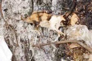 Mumbai: Cat tied up and burnt alive inside Oshiwara complex