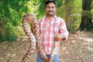 Mumbai: Palghar fire department rescues 20 snakes every day