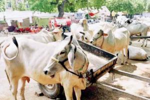 Cattle carcasses found in UP's Jalaun district