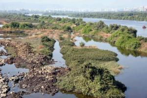 Another chunk of Navi Mumbai mangroves to face the chop