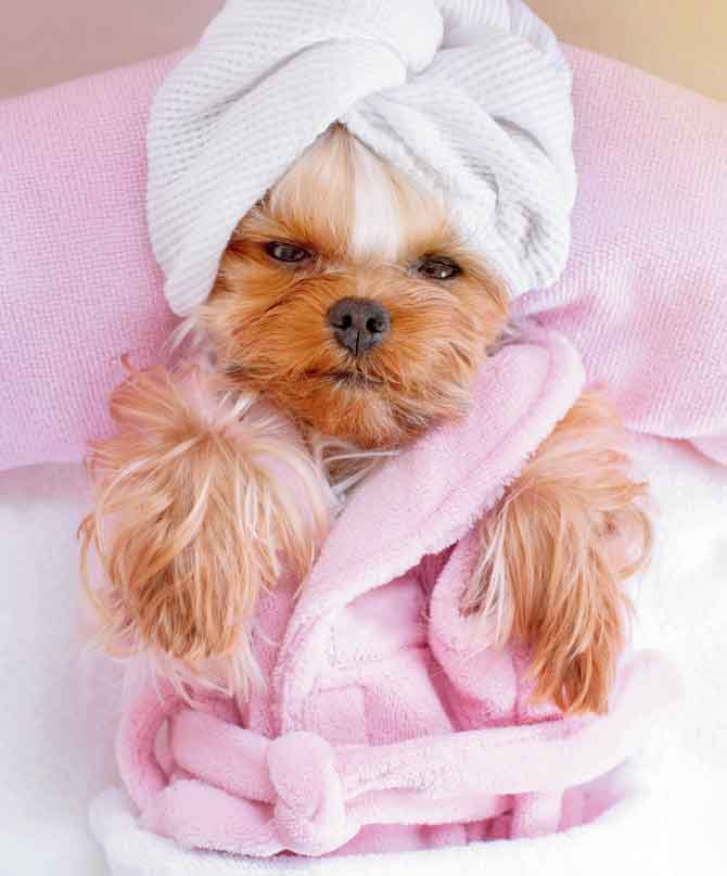 Pamper your pet
