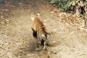 Mumbai: Tigress Avni (T1's) female cub well, hunt on for male cub