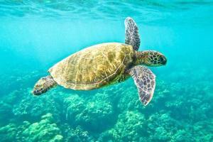 Global warming threatens 'feminization' of green sea turtles