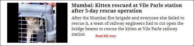 Mumbai: Kitten Rescued At Vile Parle Station After 5-Day Rescue Operation