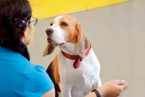 Mumbai: Khar cafe has canine cuddle sessions and play groups