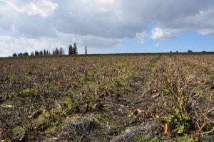 Farmer destroys brinjal plantation as crop fetches mere 20 paise a kg