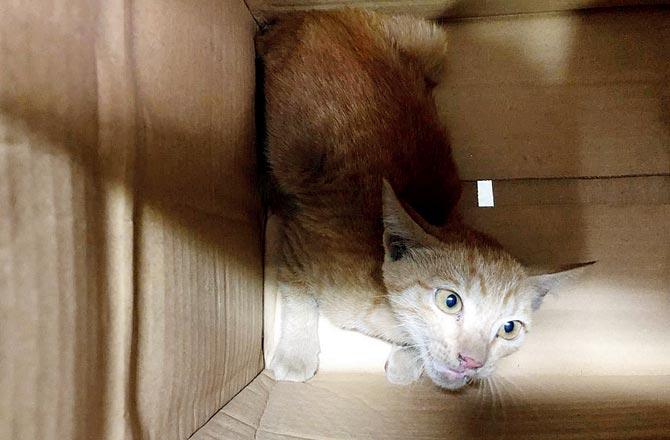 The rescued kitten was handed over to an animal NGO in Kalina