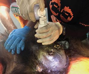 Indonesia probes killing of Borneo orangutan shot with 130 bullets