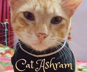 Goa's cat ashram offers cuteness, cuddles and of course cats!