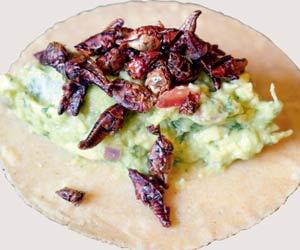 Mexican restaurant in Lower Parel introduces Mumbaikars to grasshoppers