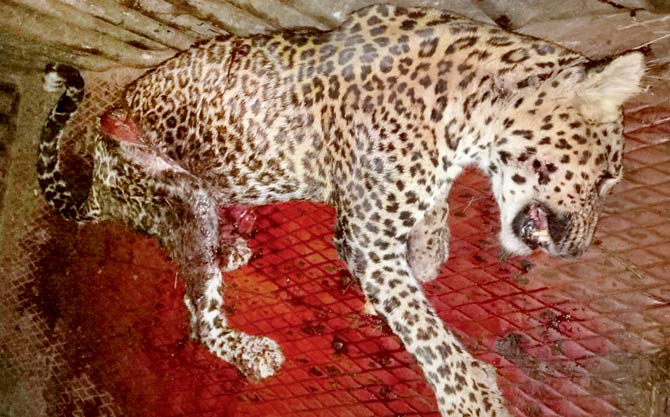 The leopard in Dahanu that died after getting caught in a wire snare
