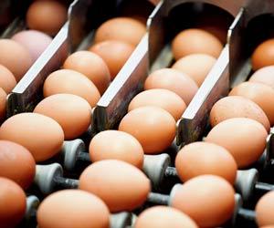Scrambled order! Norway Olympic team left with 13,500 extra eggs