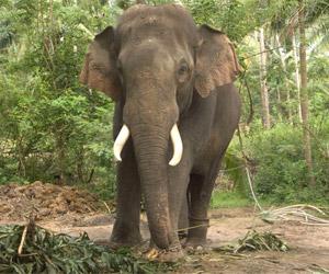 Elephant tusk seized in Bengal's Siliguri, two arrested
